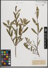 Foto von Salix purpurea L. x Salix repens L.
